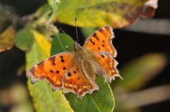 Polygonia c-album